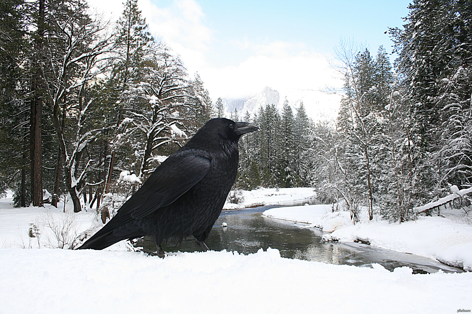 Жила ворона в заколоченном на зиму