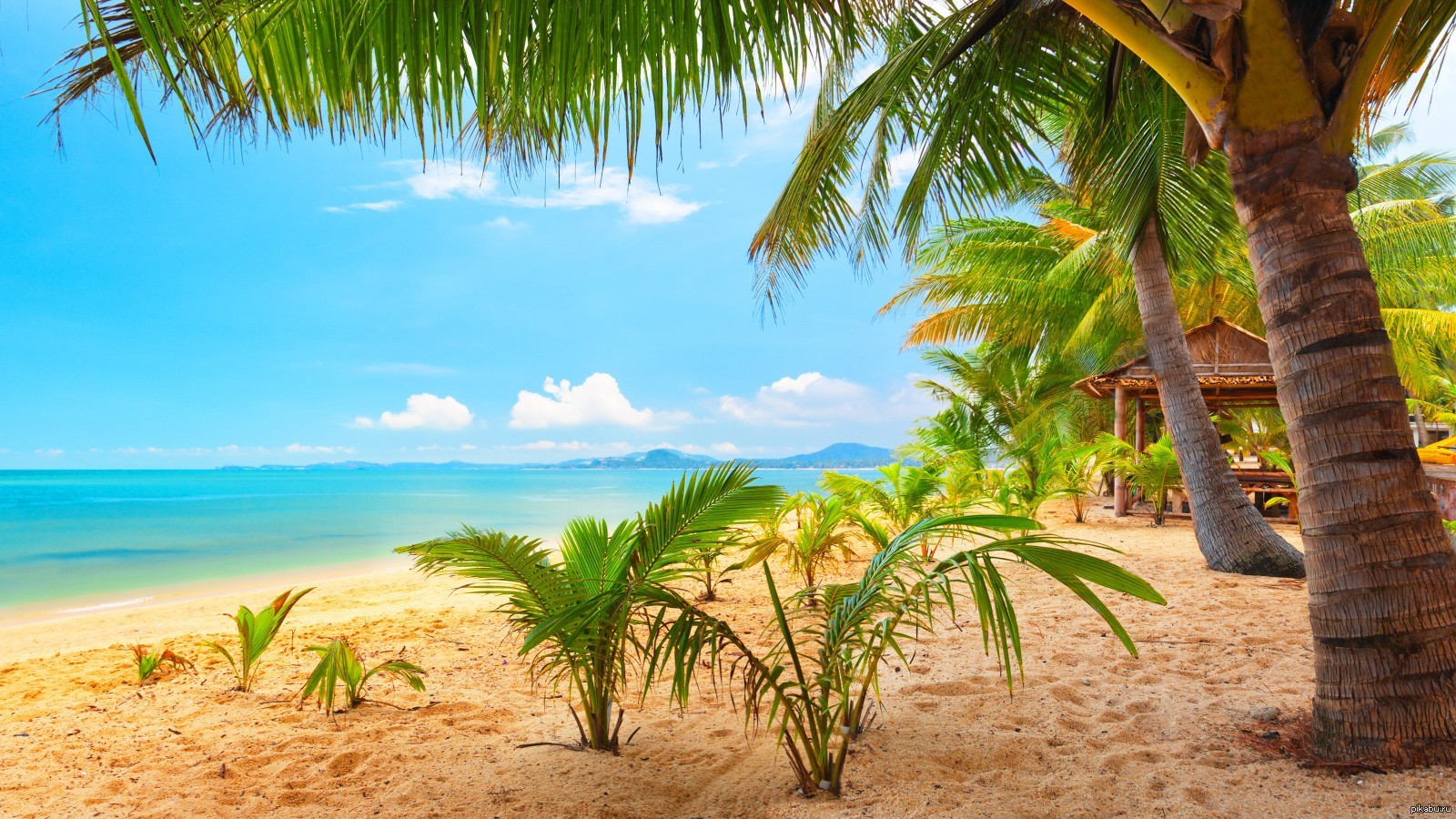 Пляж море пальмы песок (52 фото)