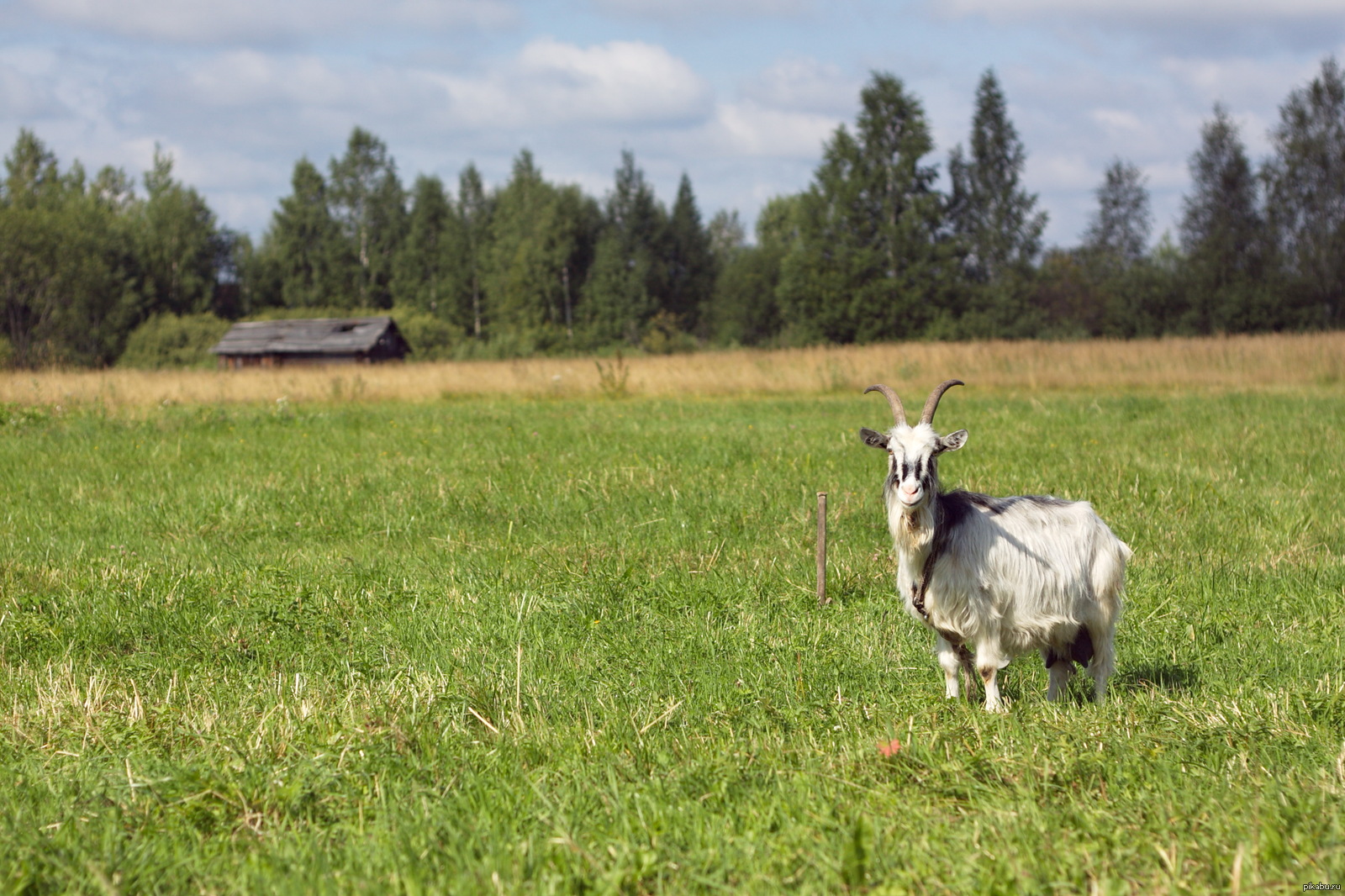 Photo on the left shoe. - My, Summer, Goat, The photo, My