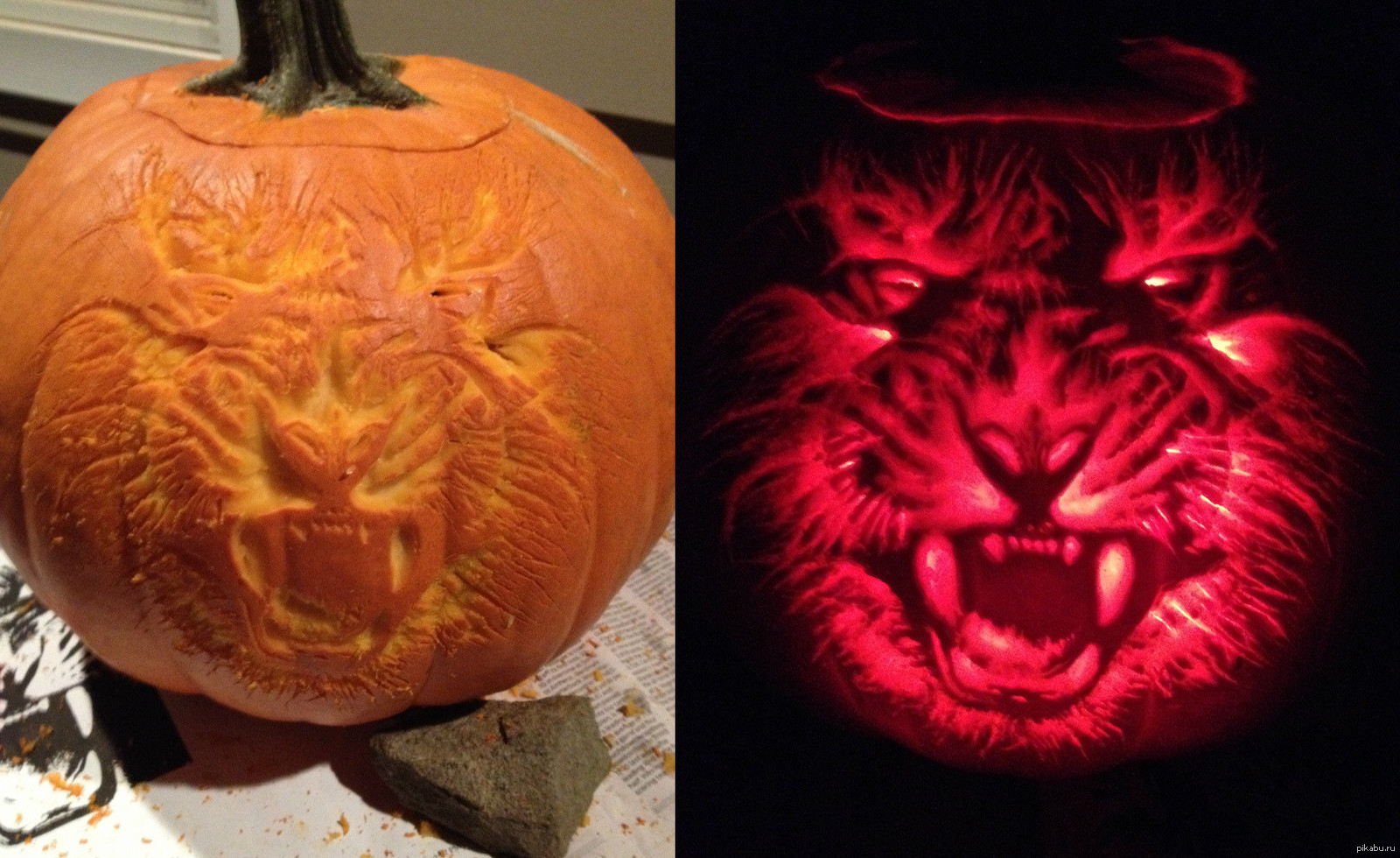 Тигр и тигровая тыква читать. Тигр кот. Тигр на свадьбе. Тигр с тыквой. Тигр и тигровая тыква читать.