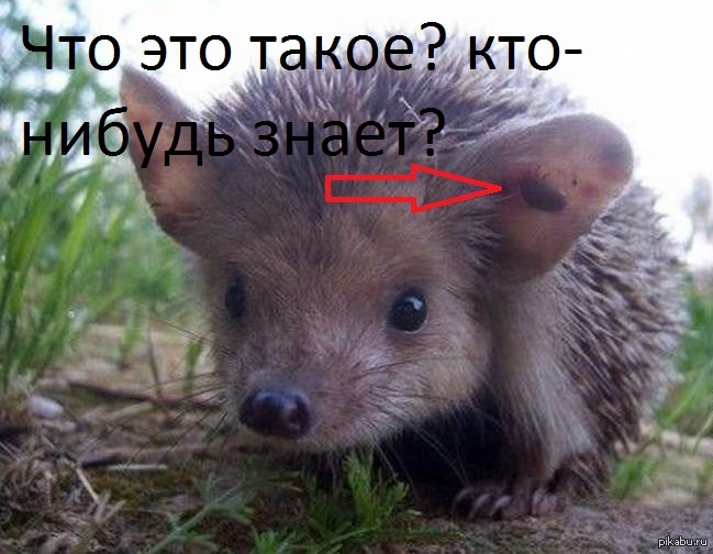 Фотки ушастого ежа