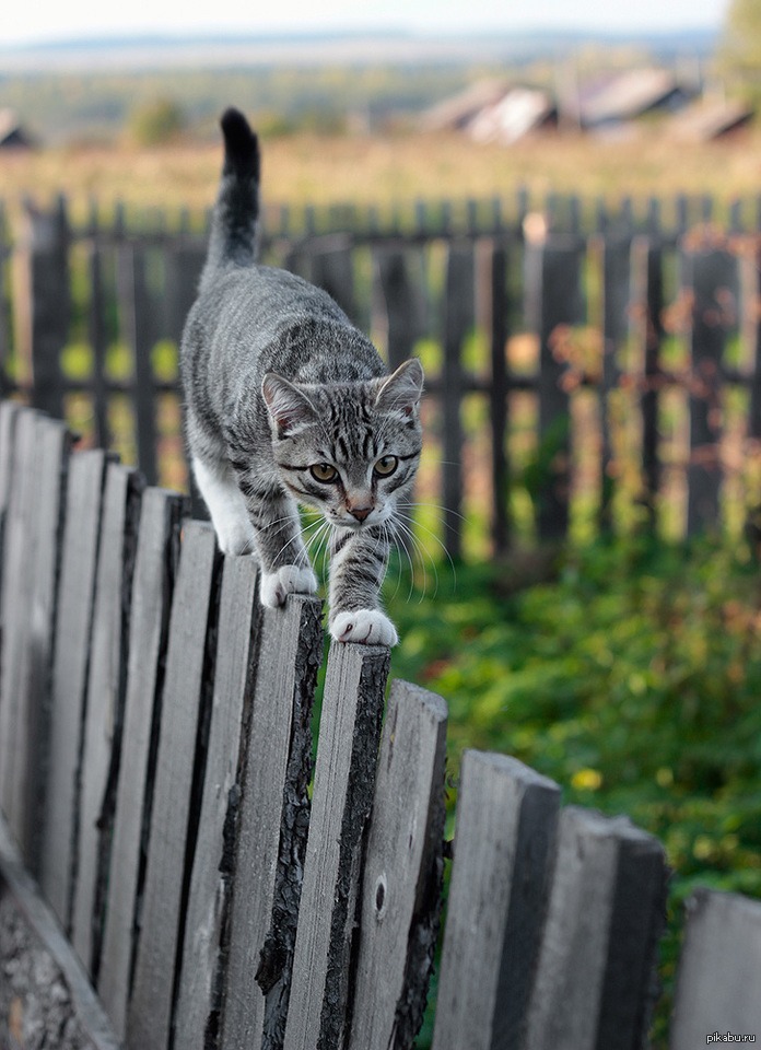 Кошка пошла. Кот на заборе. Коты на заборе. Кот идет по забору. Кот сидит на заборе.