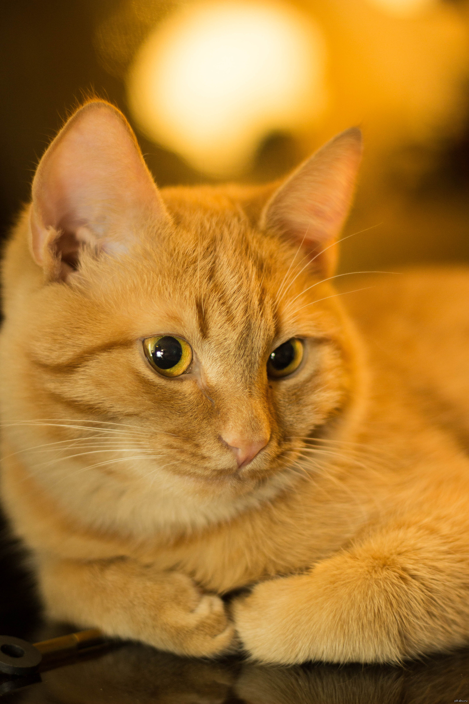 Имена для рыжих котов