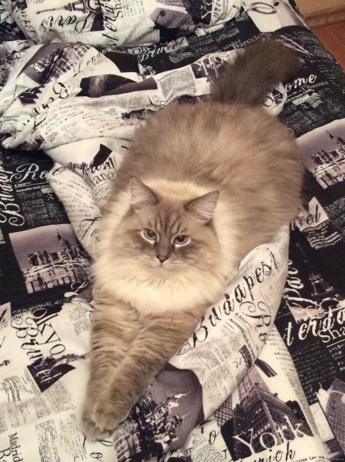 томат джиоличе f1. британская золотая шиншилла щекастая. пухляш f1. актер пухляш. пухляш домер.