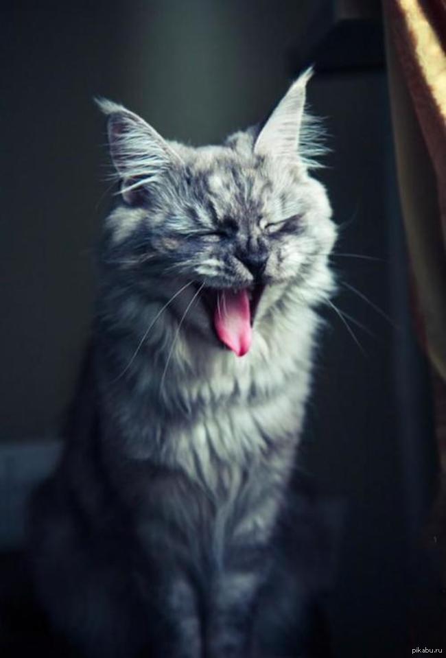 sweet yawn - cat, Yawn