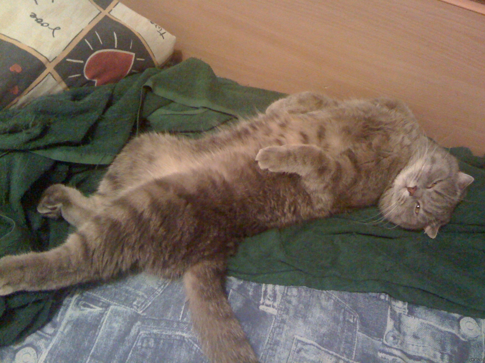 Мой котан | Пикабу