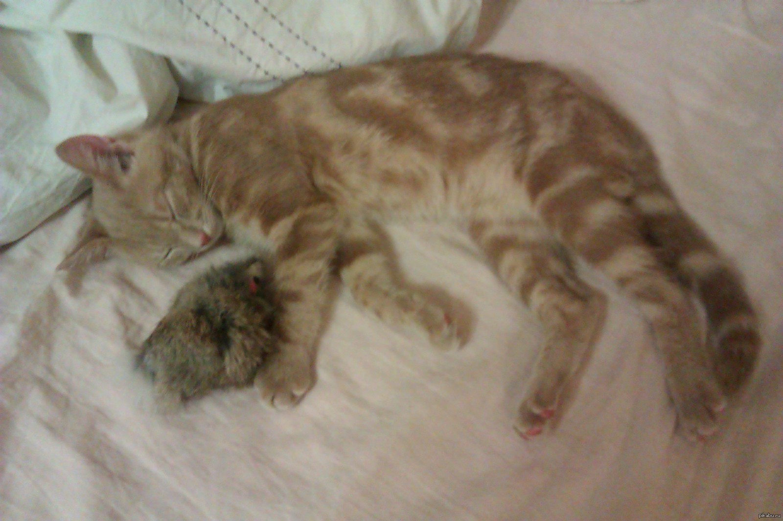 Кошки-мышки | Пикабу