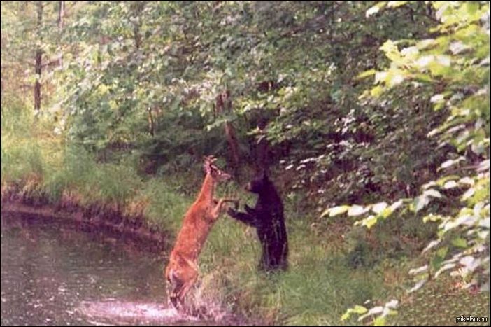 Я Пригласить Хочу На Танец Вас, И Только Вас, И Не Случайно Этот Танец-  Вальс. | Пикабу