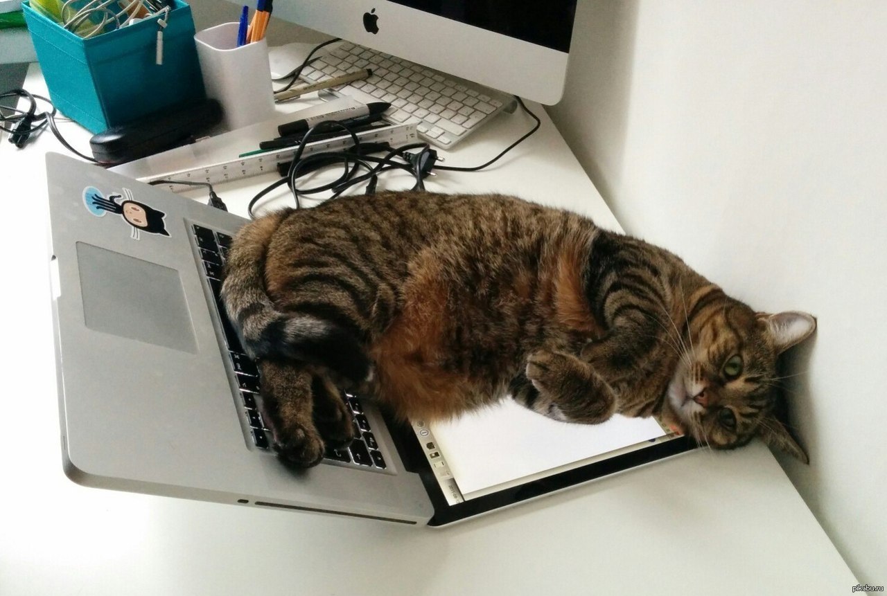 Мысли мешают спать. Котики захватили интернет. Котики захватили мир. Не мешайте спать. Кот компьютерный мастер.