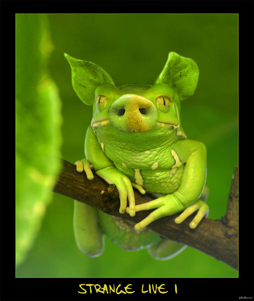 зеленое животное фото