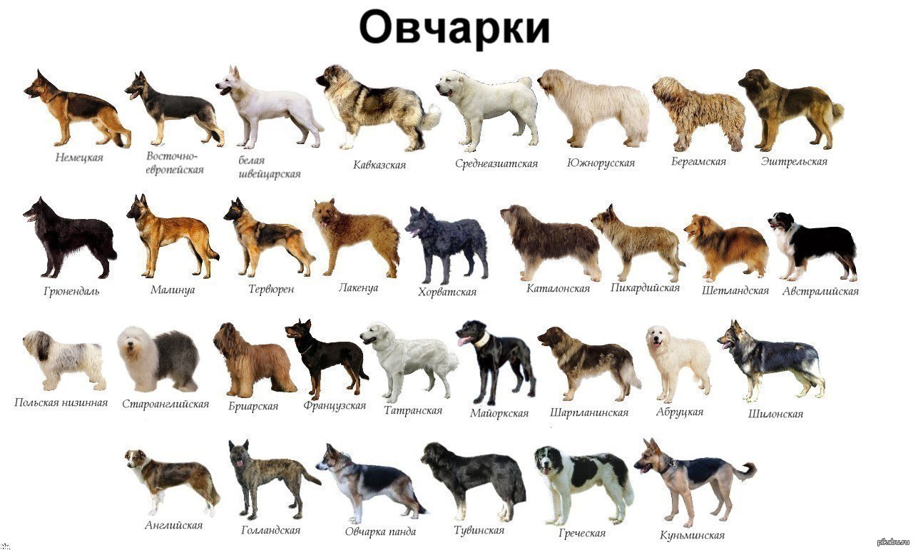 Как Называется Знакомство Собаки С Другими Собаками