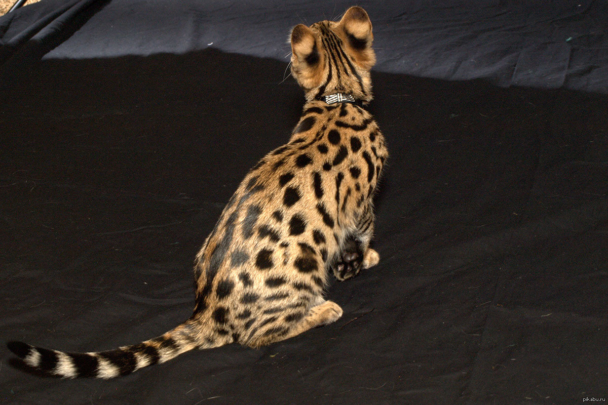 Рассмотрите фотографию пятнистой кошки породы бенгальская. Бенгальский кот. Саванна кошка. Ягуар бенгалы. Бенгальский гепард.