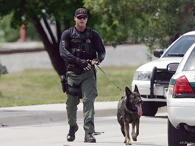 Собаку обвинили. Милиция собаки Америки. Американская патрульная собака. Служебные собаки в Штатах. Полицейский патруль с собакой.