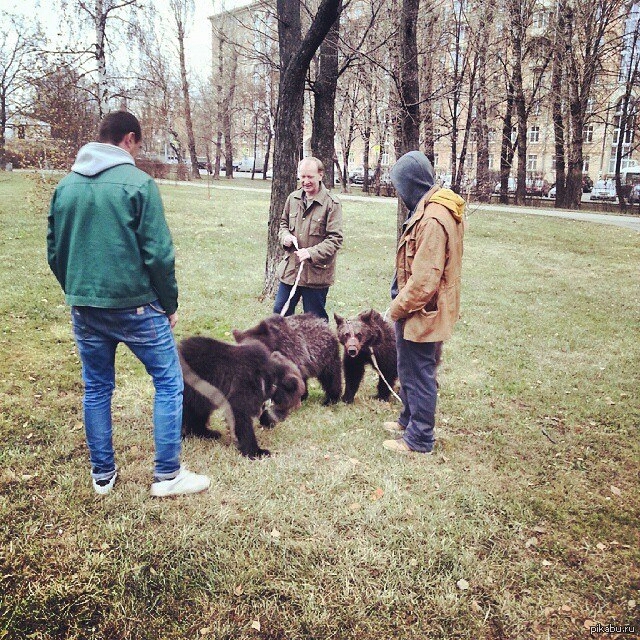 Сегодня обычное утро. Russian petting Bears. Russian petting