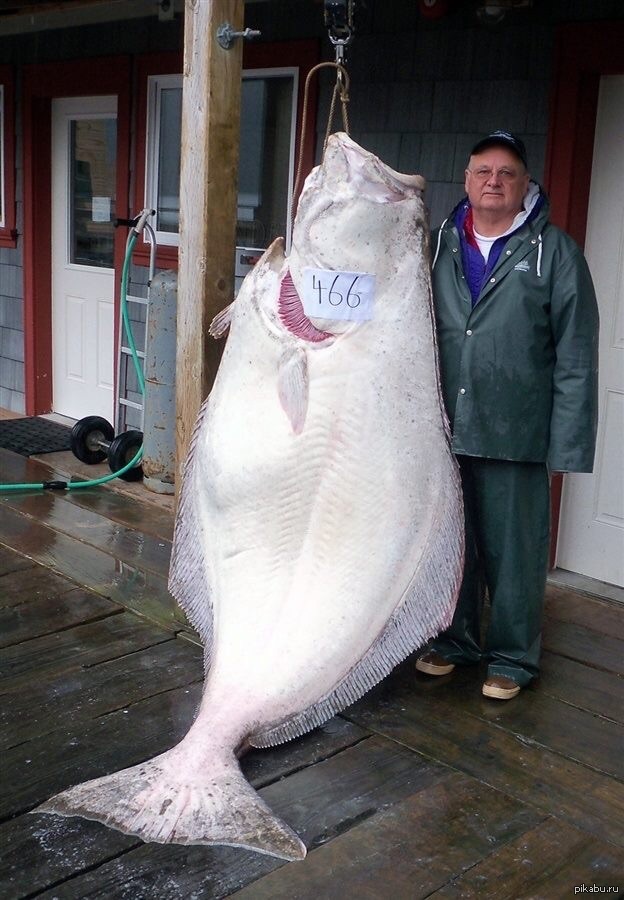 Палтус фото рыбы. Палтус рыба. Палтус Камчатский. Halibut рыба. Палтус 300 кг.