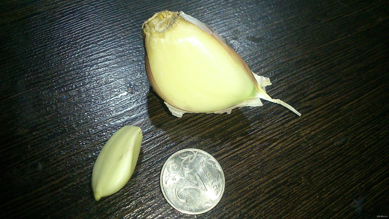 Two cloves of garlic (two scallops for scale) - My, GMO, David and Goliath, Organic products, Village, Score, Tag