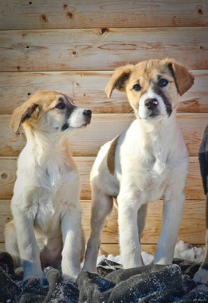 Близняшки | Пикабу