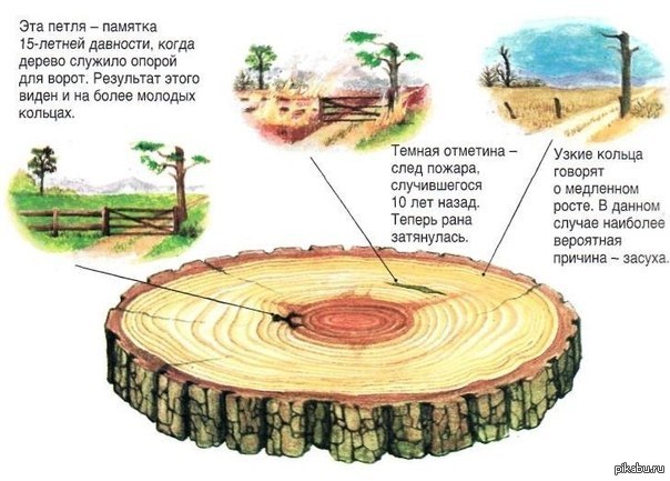 Сколько лет дереву. Как узнать Возраст дерева. Годичные кольца Возраст дерева. Возраст дерева по спилу. Определение возраста дерева по годичным кольцам.