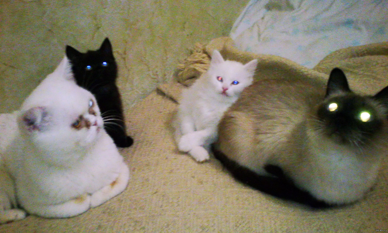Какие котята рождаются у черной кошки. Сиамские котята рождаются белыми. Котята с родителями. Котята от британской кошки и сиамского кота. Котята сиамской кошки рождаются белыми.
