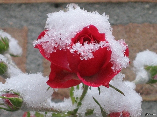 Красивые розы снег. Зимние цветы. Цветы в снегу. Цветы зимой. Красивые зимние цветы.