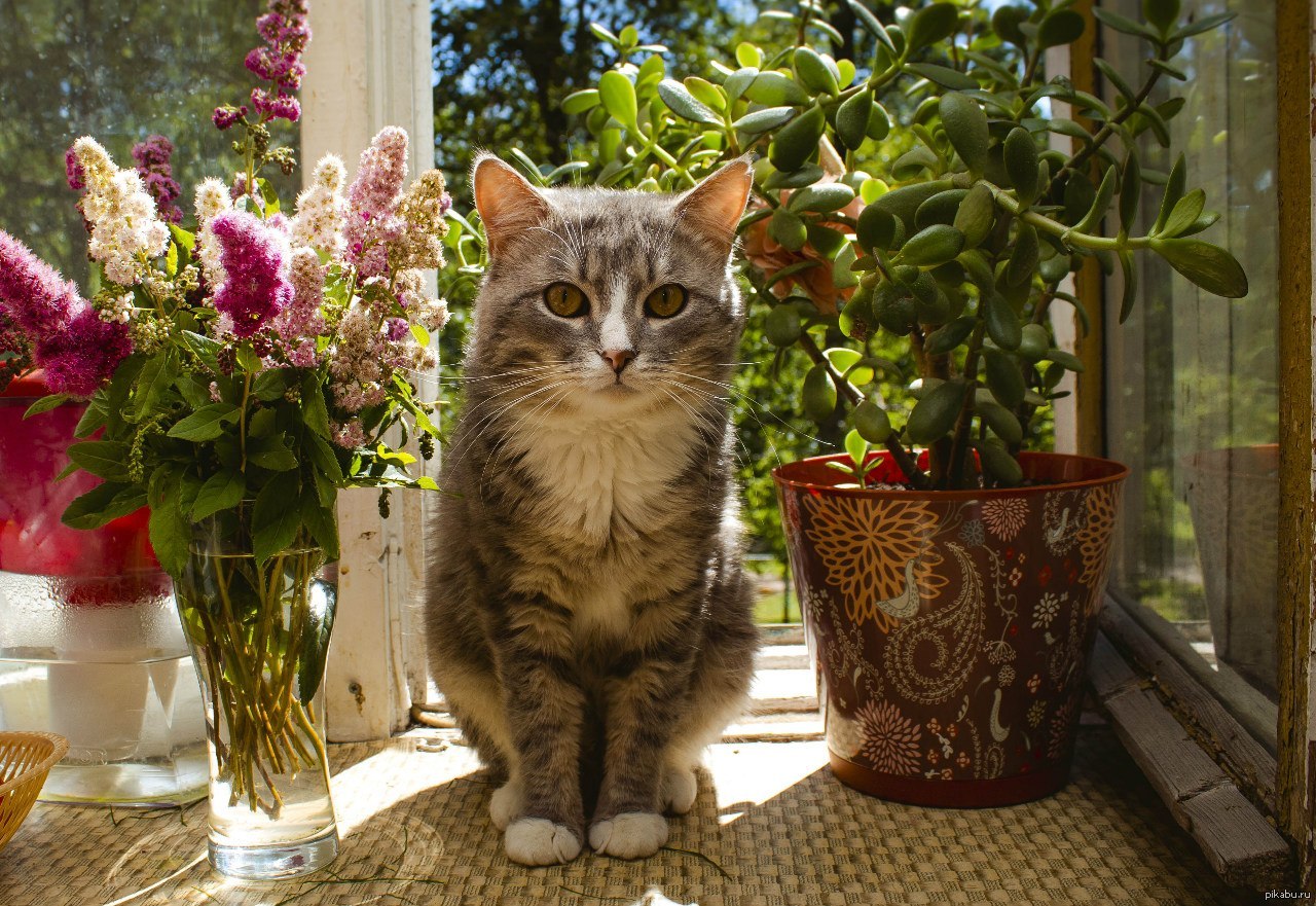 Скинь цветок. Кошки и цветы. Кот на подоконнике. Цветочный кот. Кот на подоконнике летом.