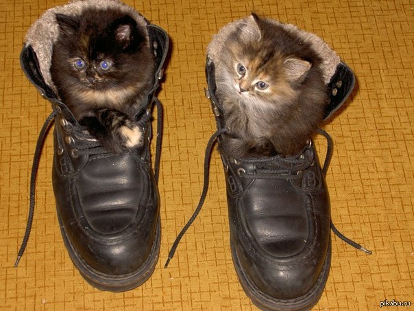 Кот найк. Обувь для котят. Кошки на ботинки. Кот в ботинках. Котята в ботинке.