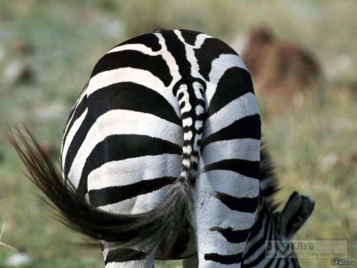 хвост зебры