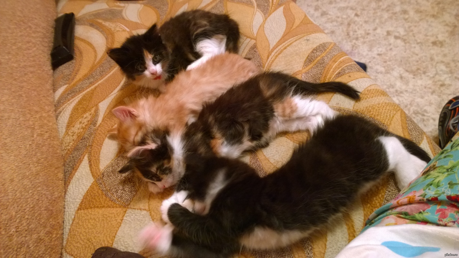 У черной кошки родился трехцветный котенок. Новорожденные котята трехцветные. Котята от трехцветной кошки. Трёхцветная кошка с котятами новорожденными. Трёхцветная кошка рожает.
