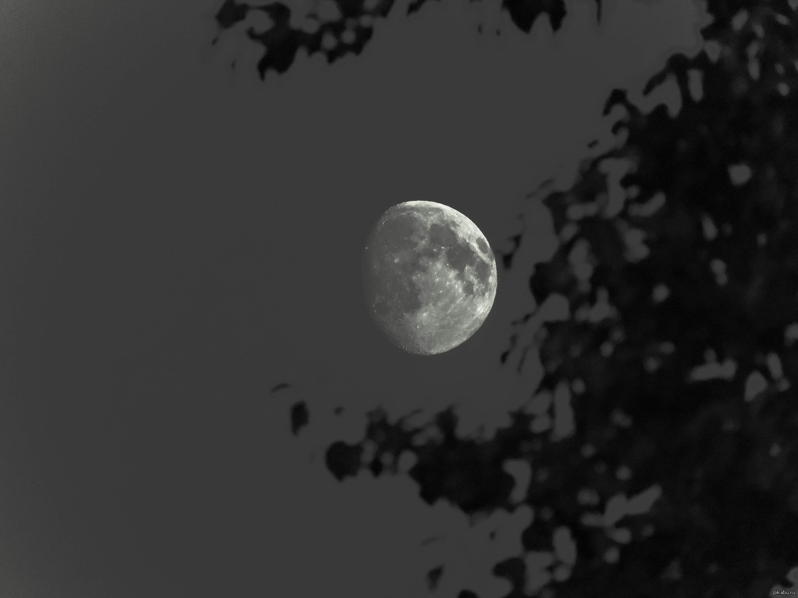 Красивая луна ответ. Фото Луны. Обои гиф Луна. Обои Луна близко монохром. Картинка Луны из 9 части фнафа на фон.