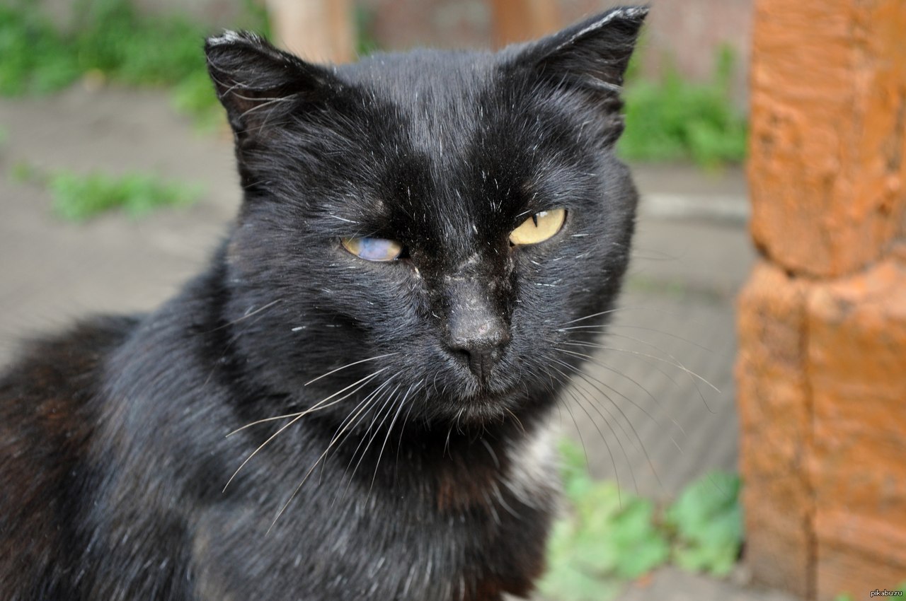 Черная кошка бывает. Старый черный кот. Седой кот. Седой черный кот. Старая черная кошка.