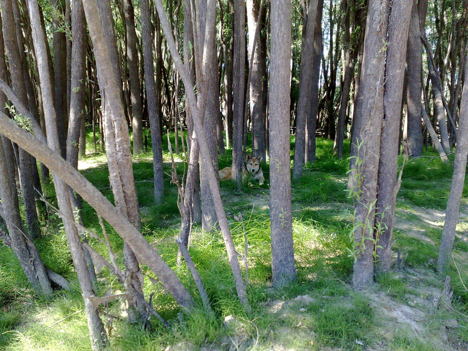 Manyunya - My, Landscape, Summer, Laika, Forest