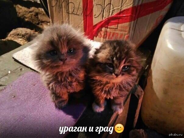 Котята) | Пикабу