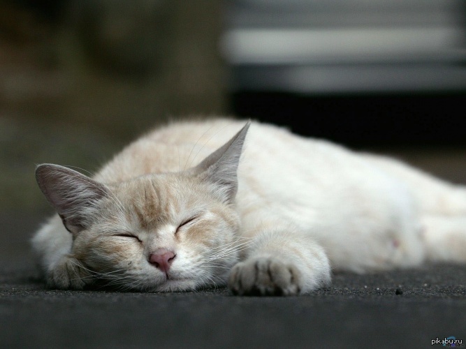 Кошка приносит мышей хозяину. К чему снятся коты. К чему снится кошка во сне. К чему снятся мыши во сне. К чему снится кошка ловит во сне.