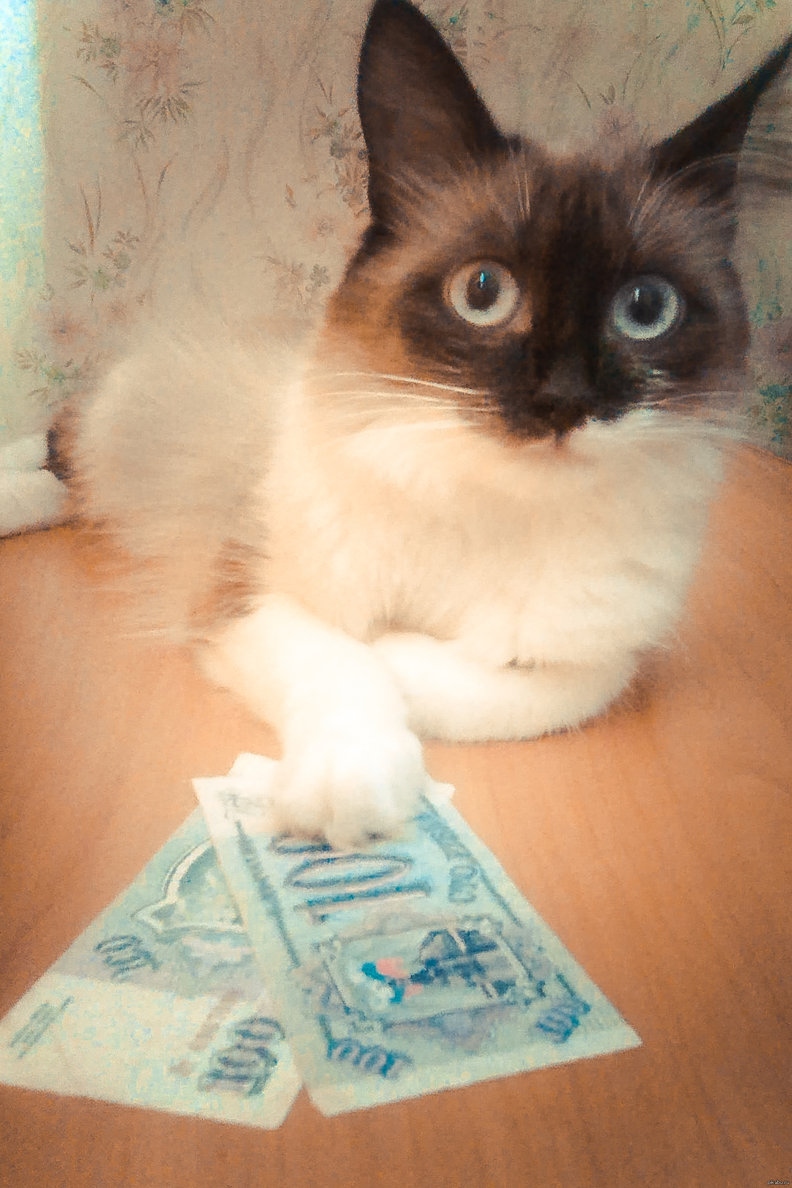 Дайте кота. Кот взятка. Кот взятка Мем. Кот нагадил. Сиамский кот Мем.