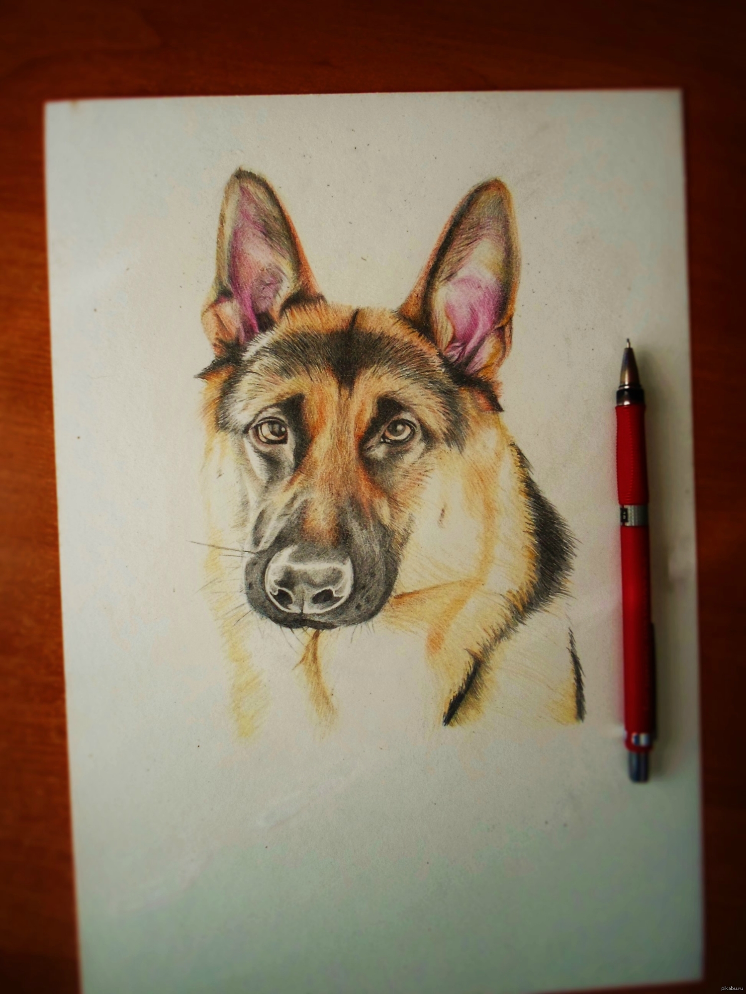 Собака цветными карандашами