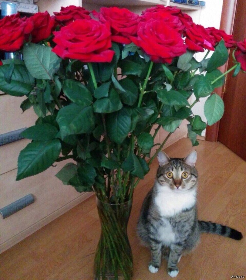 Хочешь быть независимой. Кот и цветы. Кот дарит цветы. Коты с букетом цветов. Кот с цветами смешной.