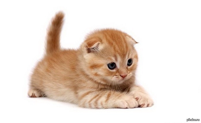 Котята Картинки Png