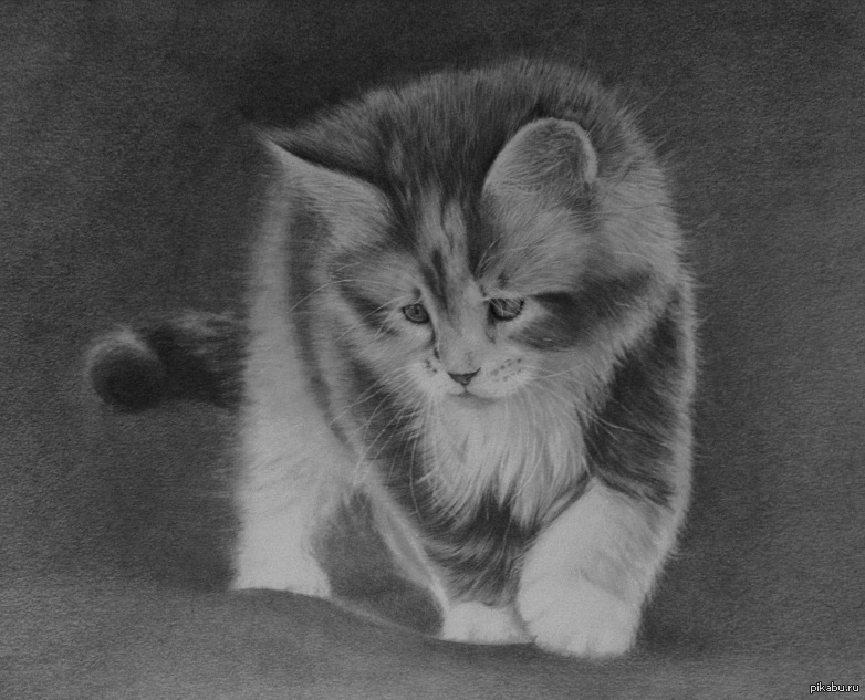 Котик | Пикабу