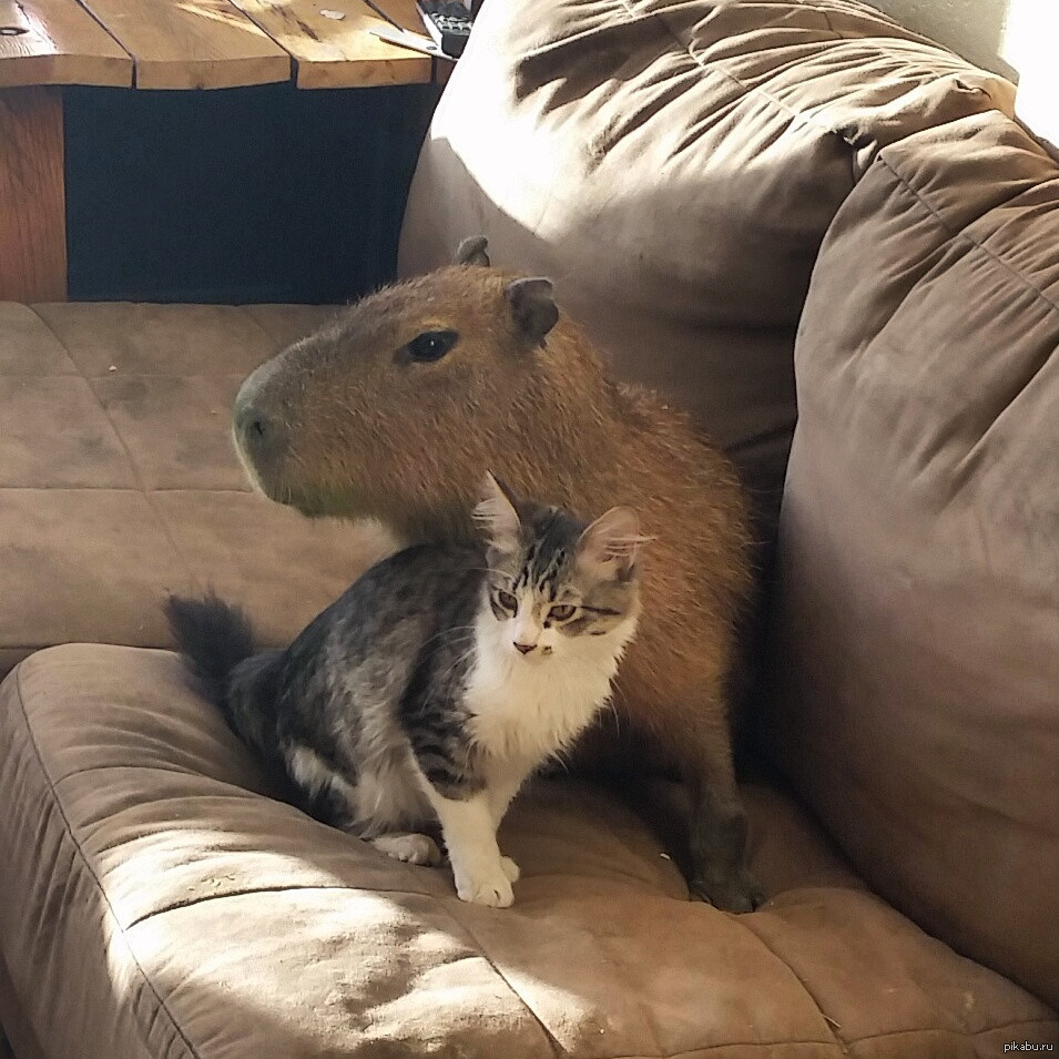 My pets capybaras. Карликовая капибара. Капибара и хомяк. Капибара и кот. Капибара в норе.