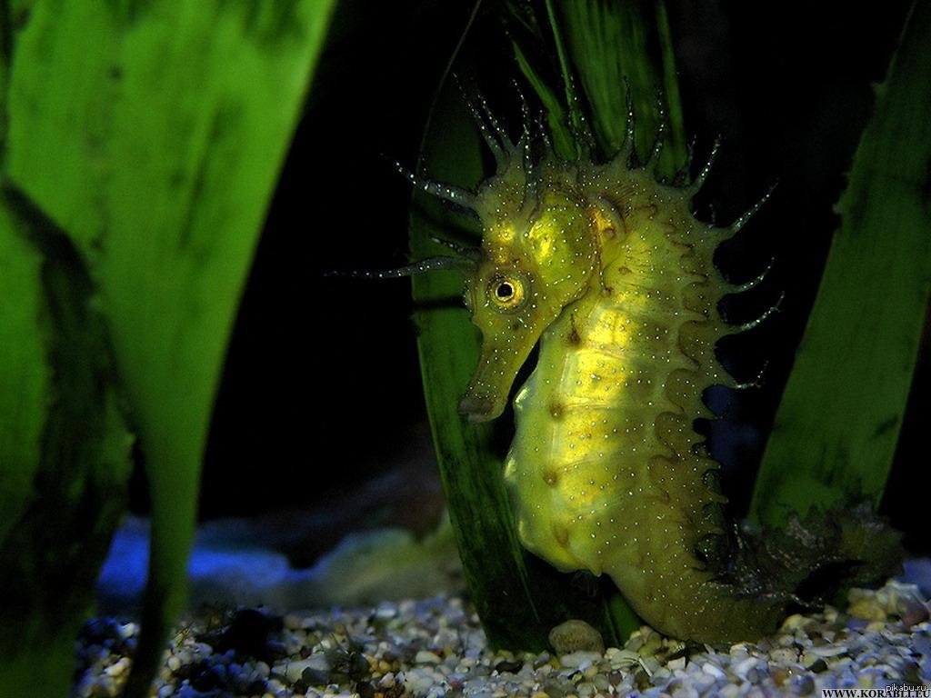 Фото морского конька. Длиннорылый морской конёк. Морской конек Баргибанта. Капский морской конек. Светящиеся морские коньки.