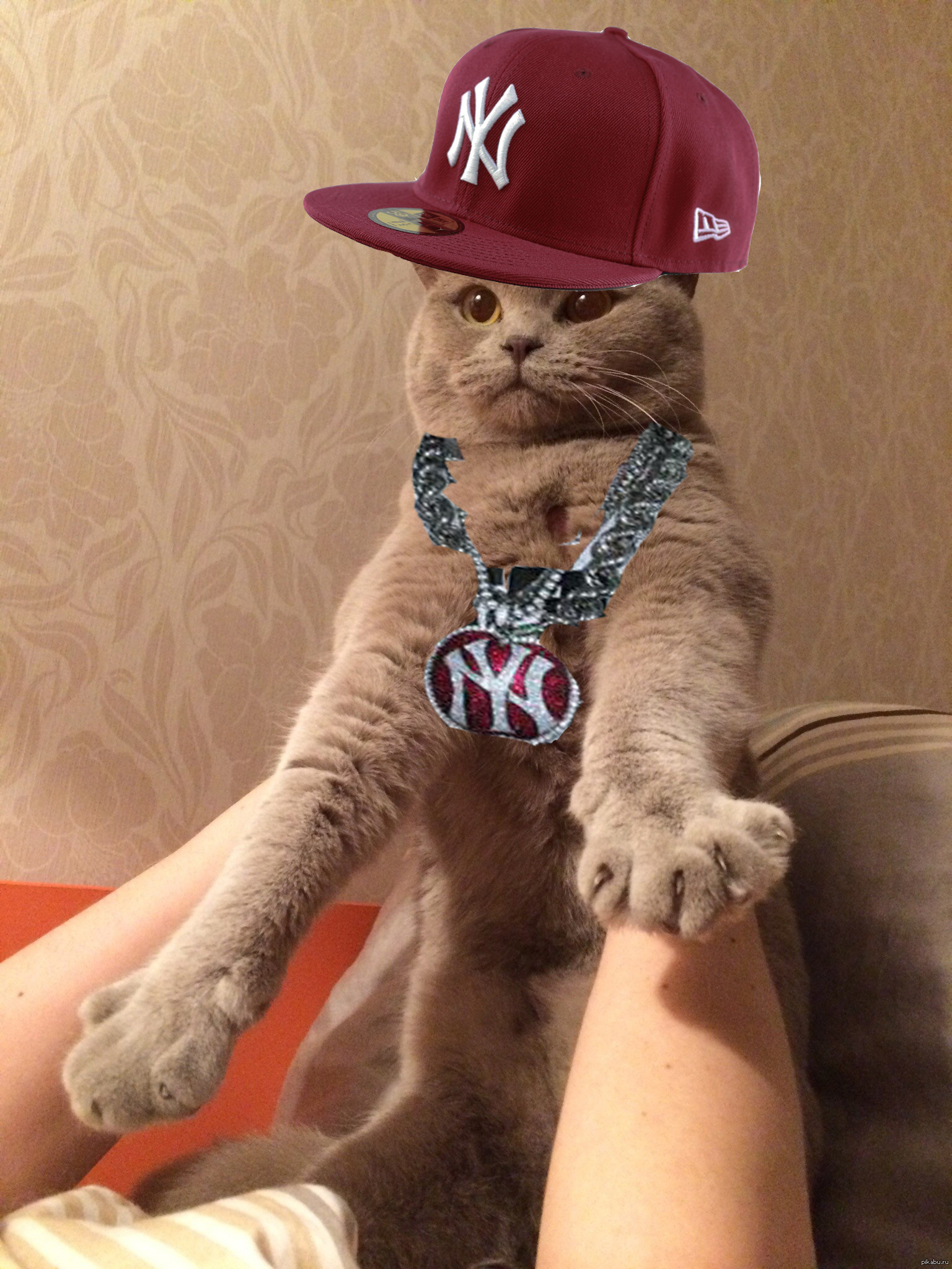 Rap Cat | Пикабу