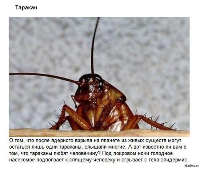 Таракан | Пикабу