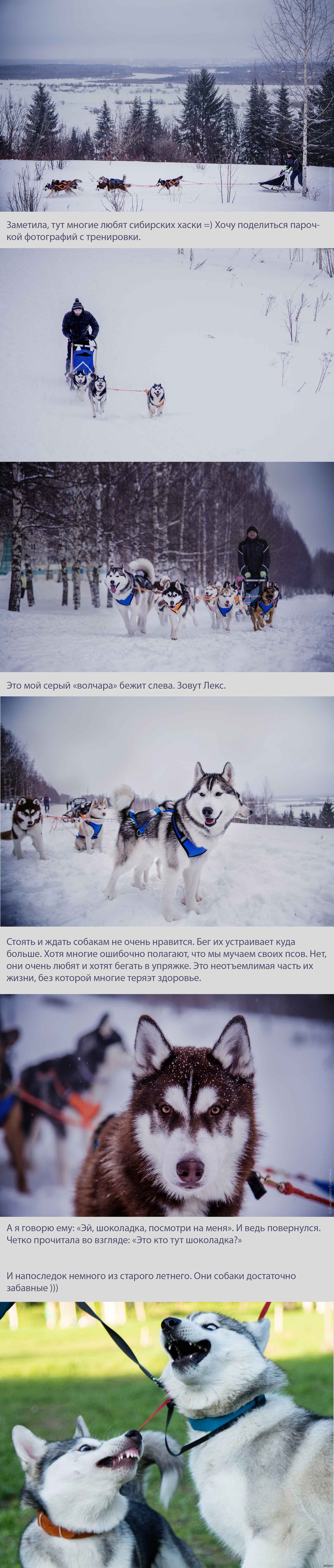 winter through my eyes - My, Husky, Dog, Kirov, Happiness, Winter, Longpost, The photo