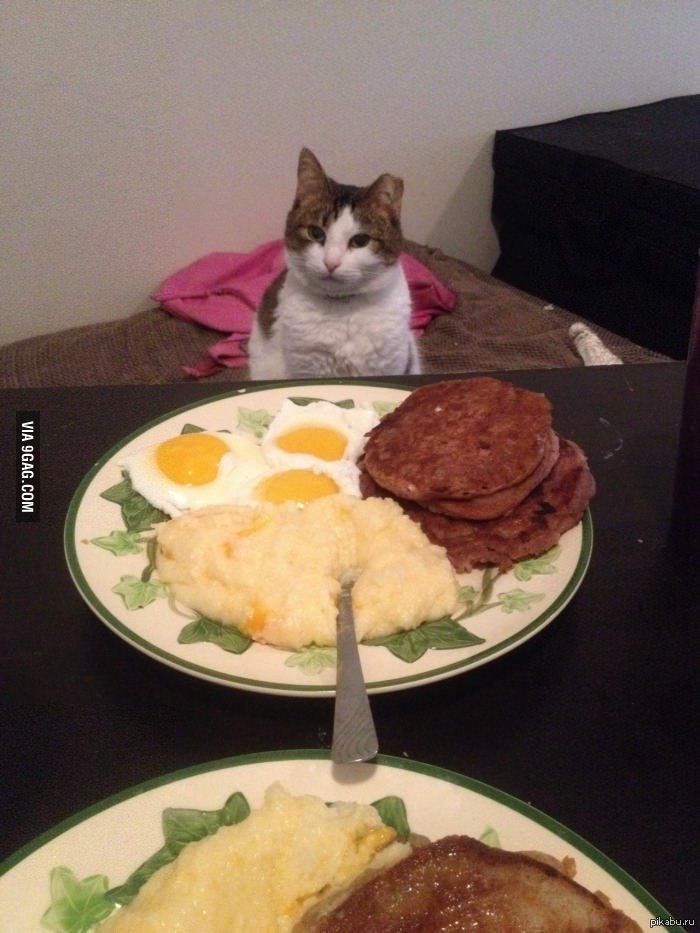 Обед был силен. Ужин сильной и независимой. Завтрак с котом. Завтрак сильной и независимой женщины. Завтрак для котов.