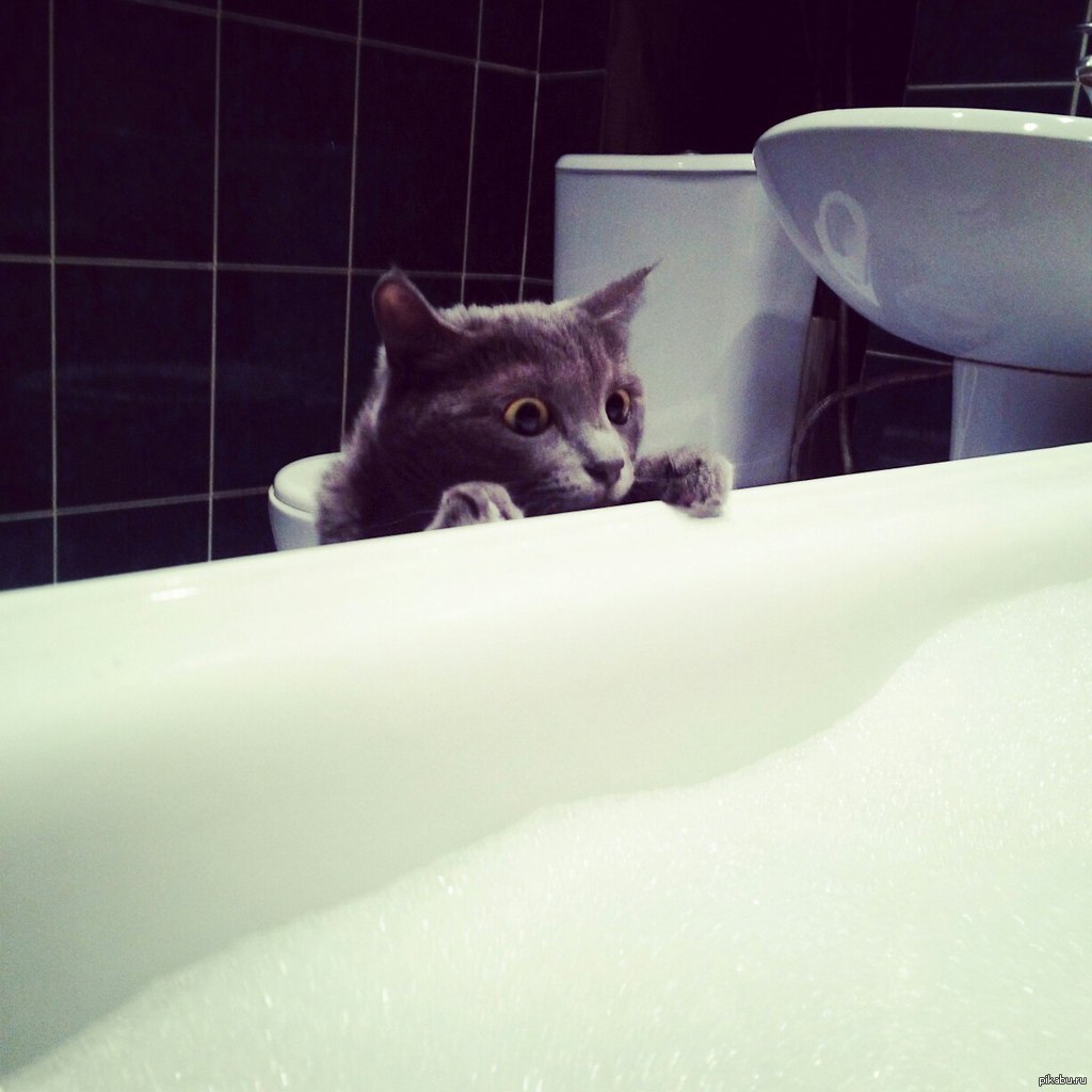 Видео коты в ванне. Котик в ванной. Кот в ванне. Катик в ванной. Котейка в ванне.