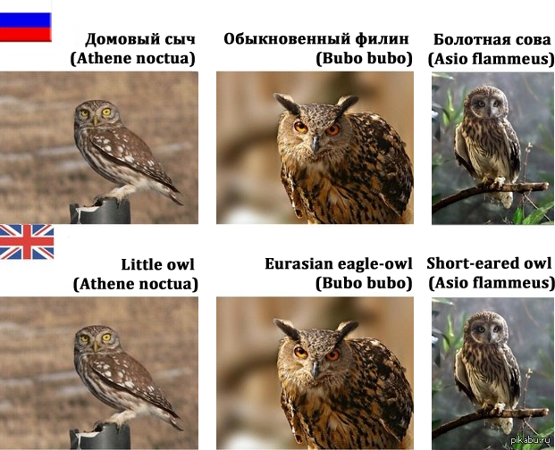 Охота на сов на французском переводчик. Мемы с совами. Анекдоты про сову. Сова Мем. Совы и Жаворонки Мем.