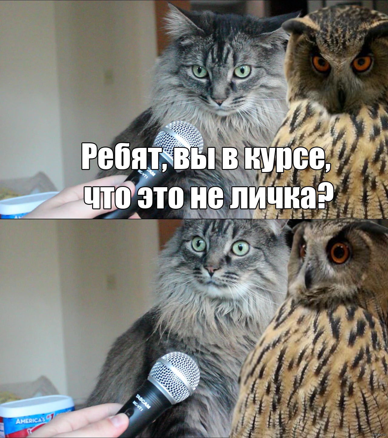 Мемы с котами для важных переговоров