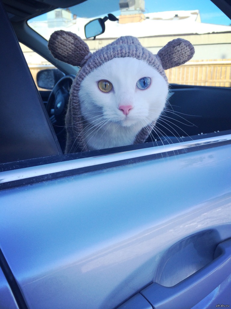 Коты за рулем