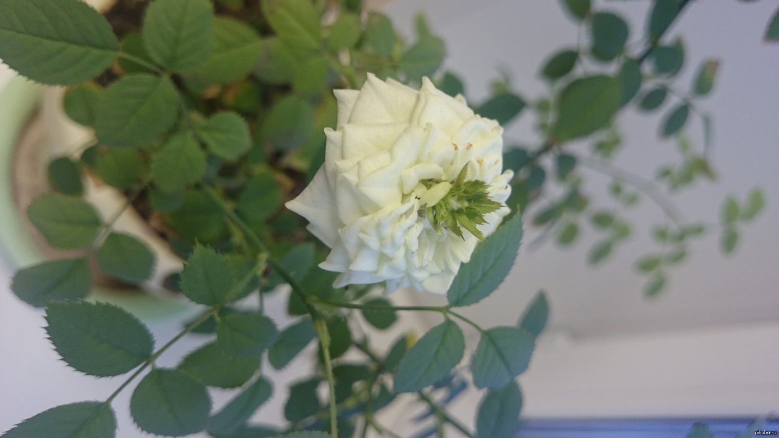 My spray rose forgot how to bloom. - Mutant, Houseplants, Flower, Flowers, the Rose, My