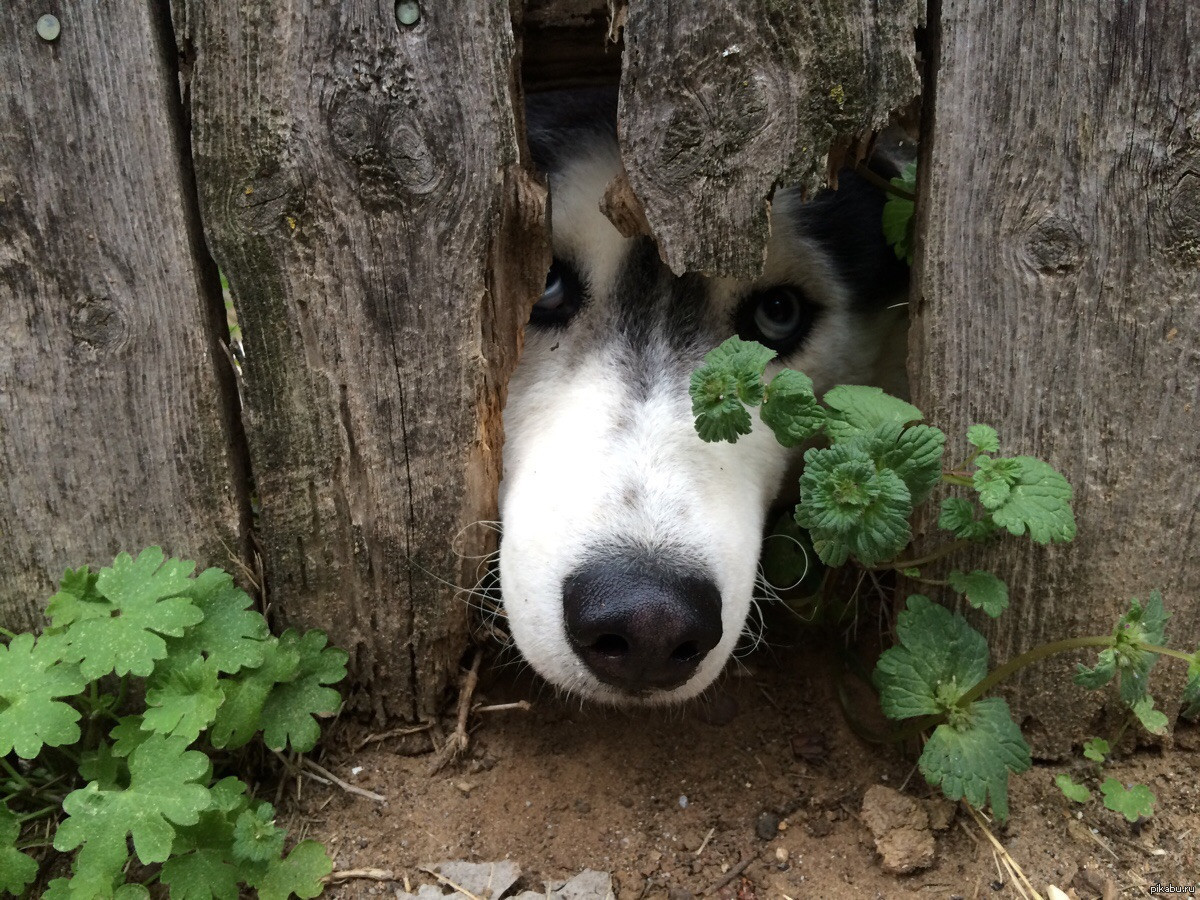 Сующим везде свой нос. Забавные животные. Любопытная собака. Собачий нос в заборе. Смешные носы собак.